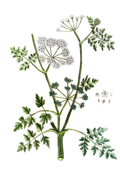 Phellandrium aquaticum