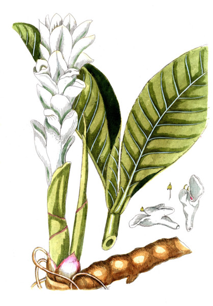 Amomum zedoaria
