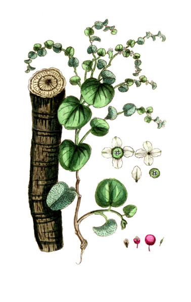 Cissampelos pareira