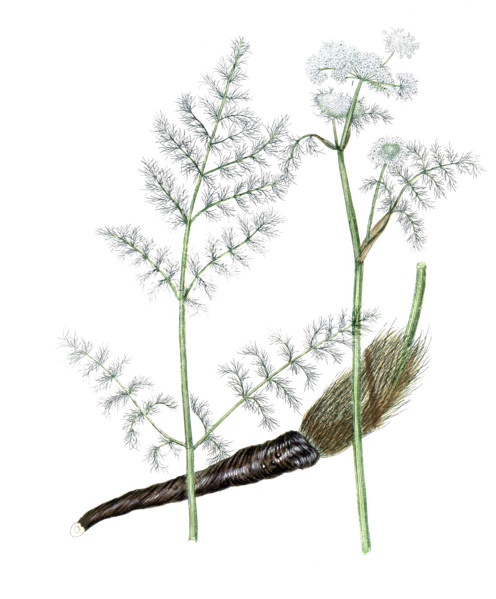 Aethusa meum
