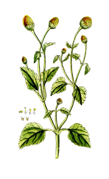 Spilanthus acmella