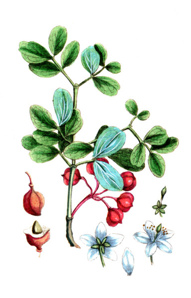 Guaiacum officinale