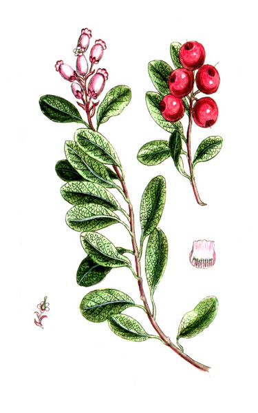 Arbutus uva ursi