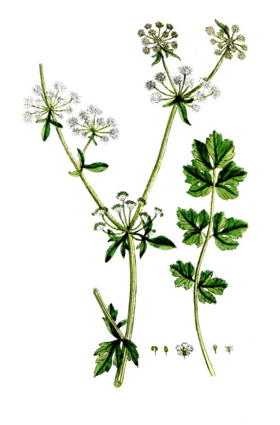Apium graveolens