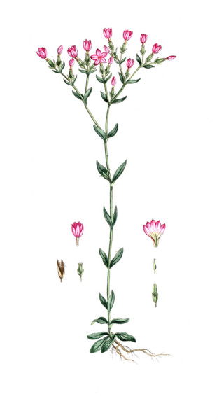 Gentiana centaurium