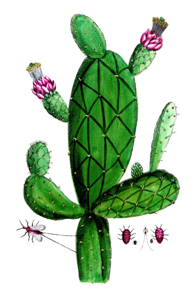 Cactus cochinilifer