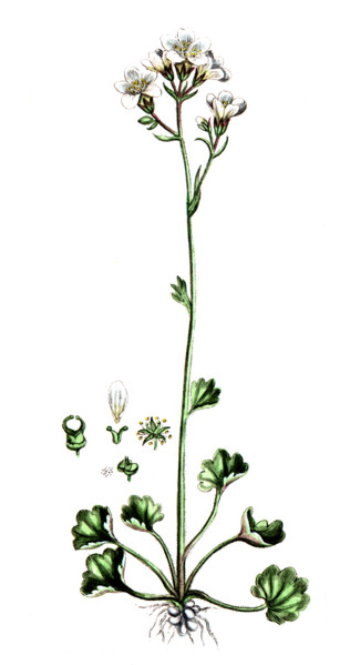 Saxifraga granulata