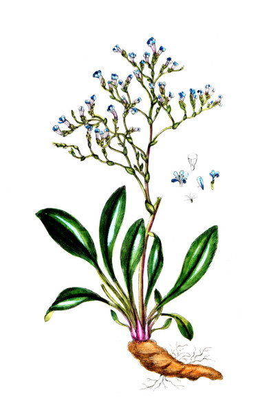 Statice limonium
