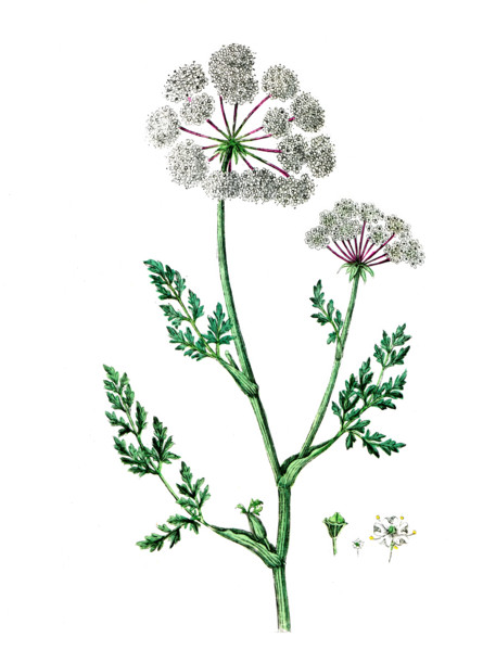 Selinum palustre