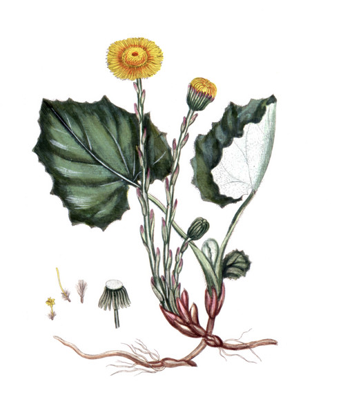 Tussilago farfara