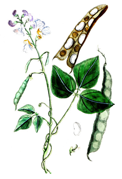 Phaseolus vulgaris