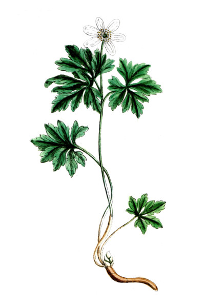 Anemone nemorosa