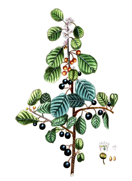 Rhamnus frangula