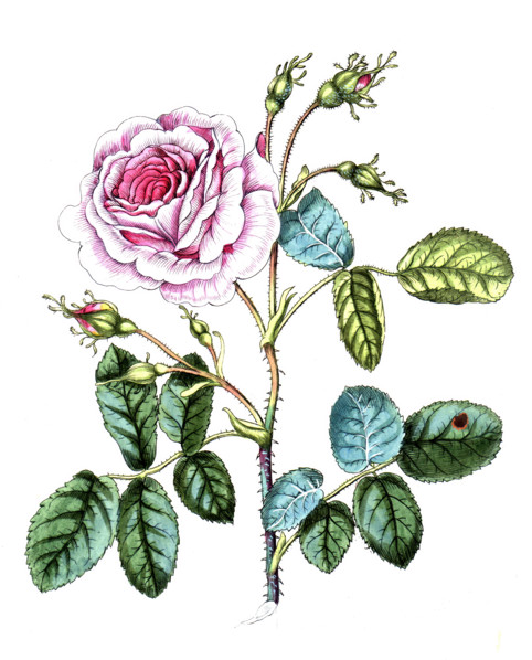 Rosa vó centifolia