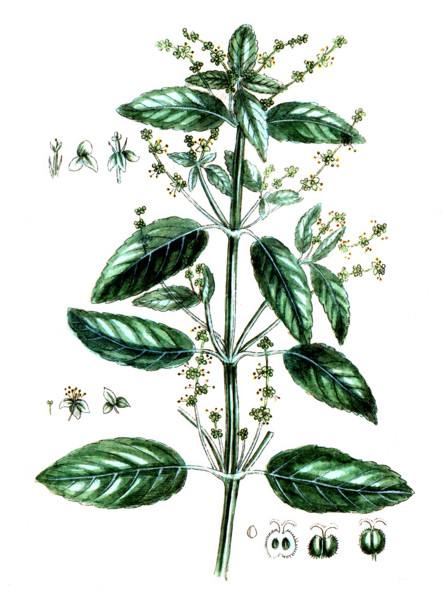 Mercurialis annua