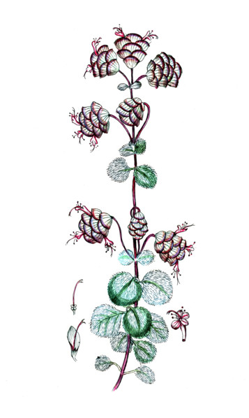 Origanum dictamnus