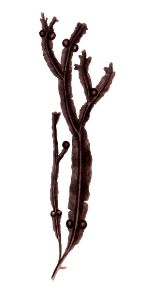 Fucus vesiculosus
