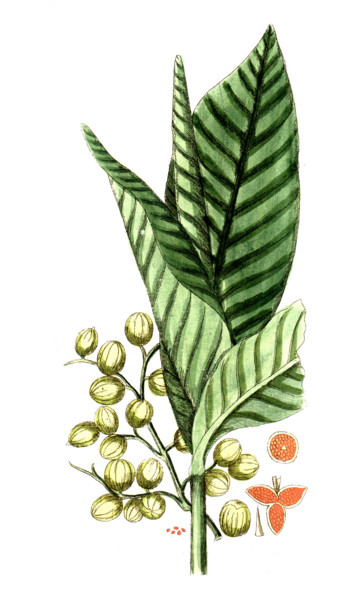 Aframomum melegueta