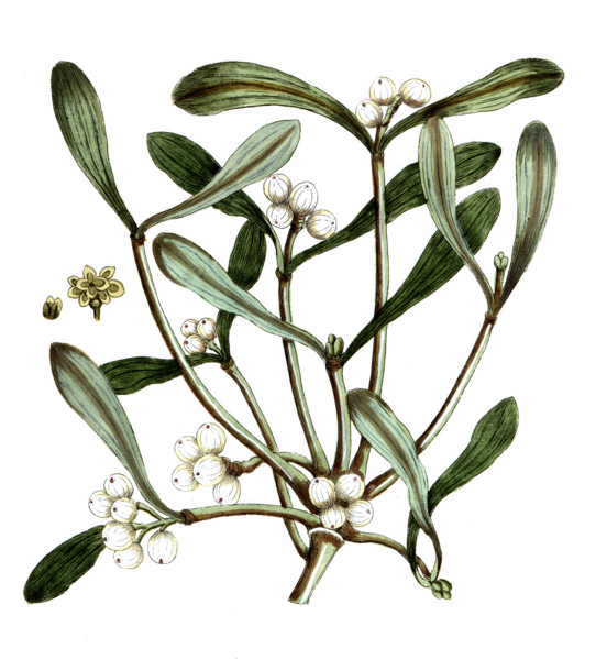 Viscum album