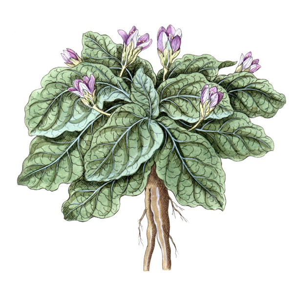 Atropa mandragora