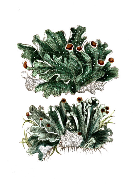 Lichen aphtosus and Lichen caninus