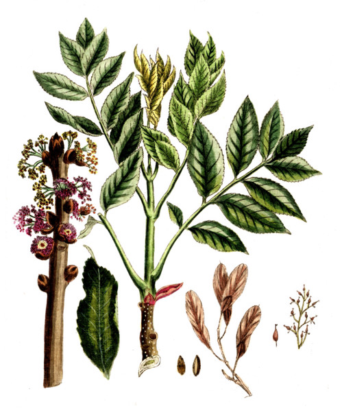 Fraxinius excelsior