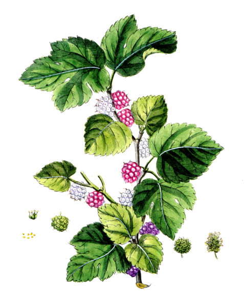 Morus alba