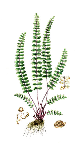 Asplenium trichomanes
