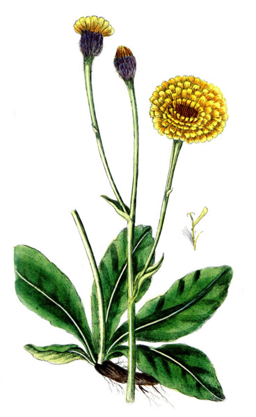 Hypochaeris maculata