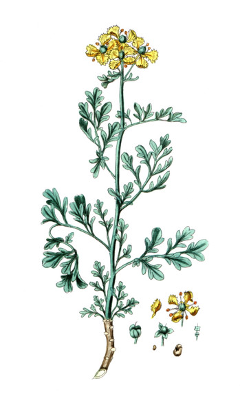 Ruta graveolens