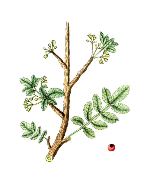 Geum urbanum
