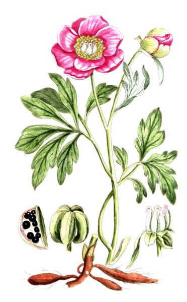 Paeonia officinalis