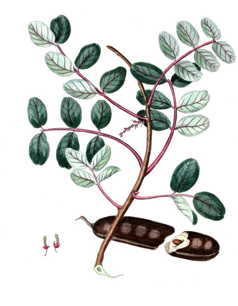 Ceratonia siliqua