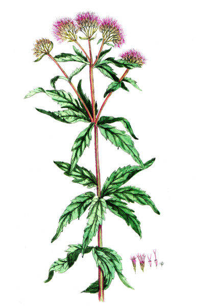 Eupatorium cannabinum