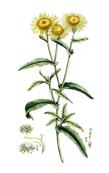 Inula dysenterica