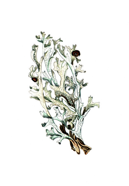 Lichen islandicus