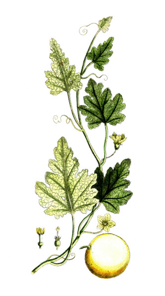 Artemisia dracunculus