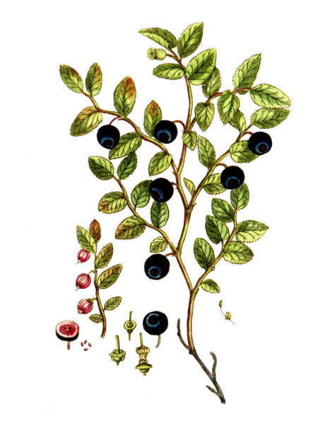 Vaccinium myrtillus
