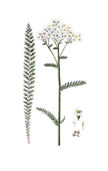 Achillea millefolium