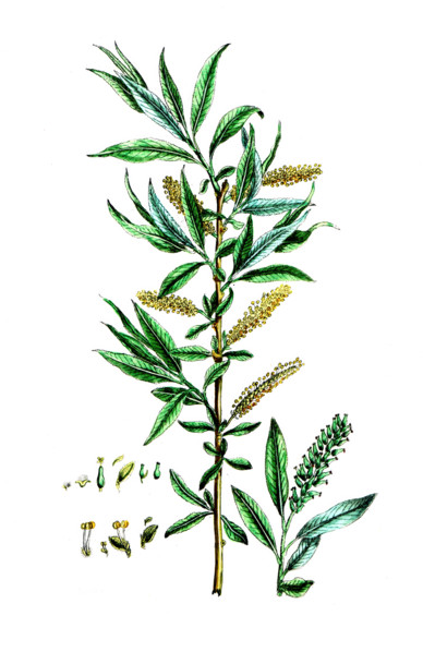 Salix alba