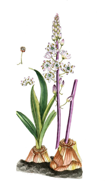 Scilla maritima