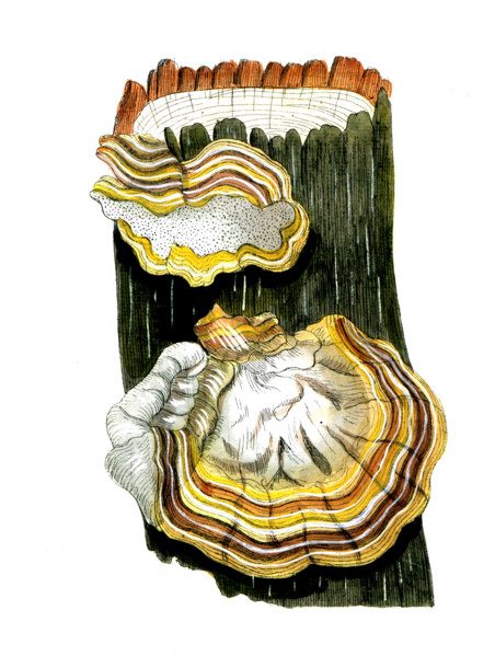 Boletus pini laricis