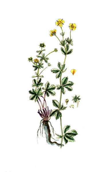 Potentilla erecta