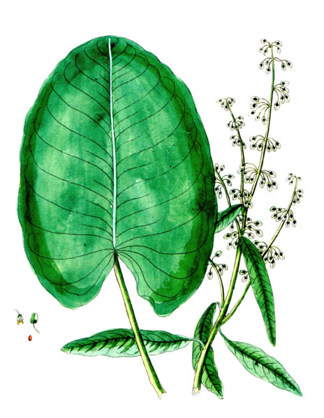 Rumex aquaticus