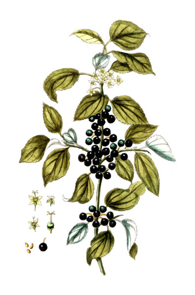 Rhamnus catharticus