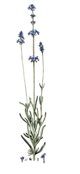 Lavandula spica