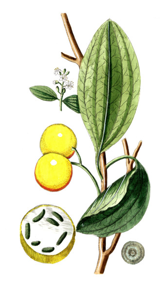 Strychnos nus comica