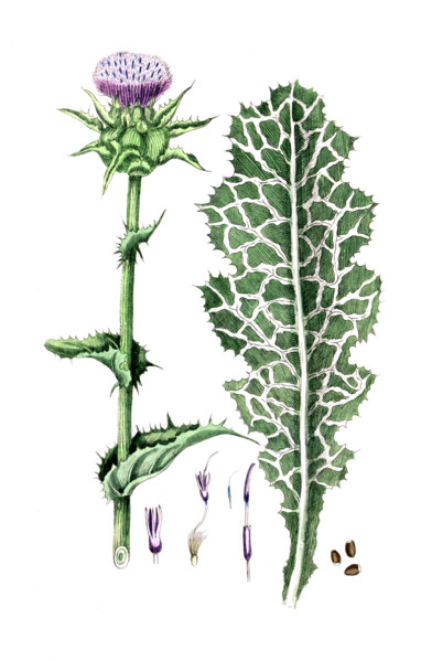 Carduus marianus
