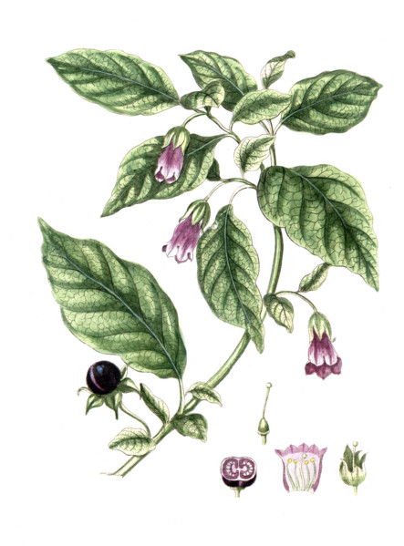 Atropa Belladonna