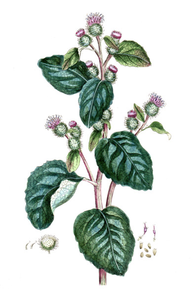 Arctium lappa